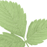 leavs_green_11