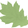 leavs_green_6