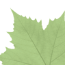 leavs_green_9
